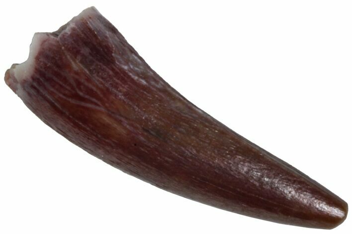 Triassic Fossil Avemetatarsalian (Dromomeron) Tooth - Texas #315774